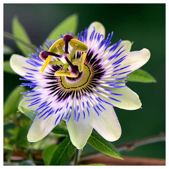 Sky Blue White Passion Flower Seeds for Planting – Organic, Heirloom, Non-GMO Seeds | Neera Seeds product photo [neera-v4-0b09db89e0f81df372f1]