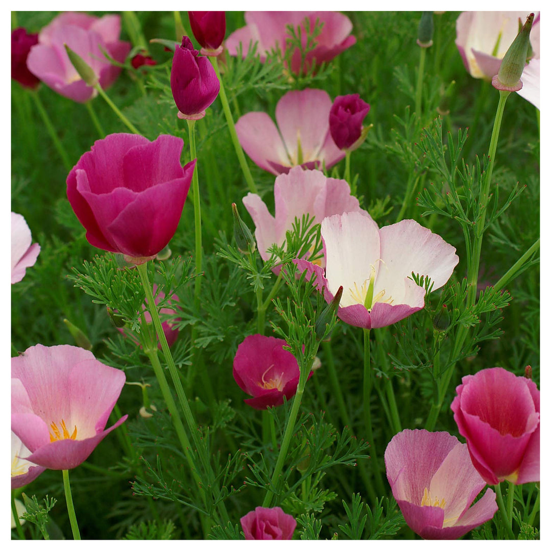 Purple Calinia Gleam Poppy Flowering Plants Flower Seeds Home Garden Planting, Lush Organic | Neera Seeds product photo [neera-v4-0b16eea45927d837f4d7]