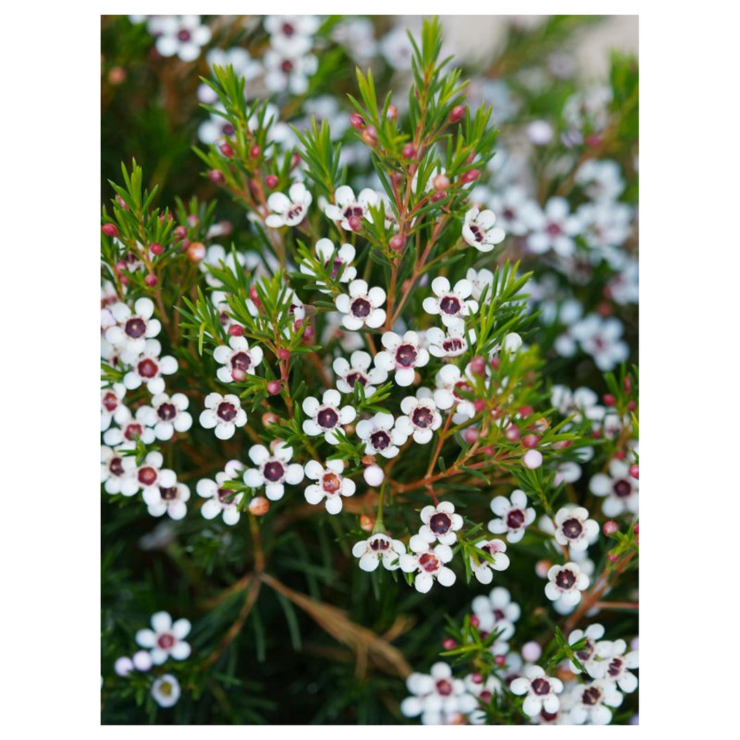 Geraldton Wax Flower Seeds for Planting – Exotic Evergreen Blooms | Neera Seeds product photo [neera-v4-0b1d3fbe55dc863c82c4]