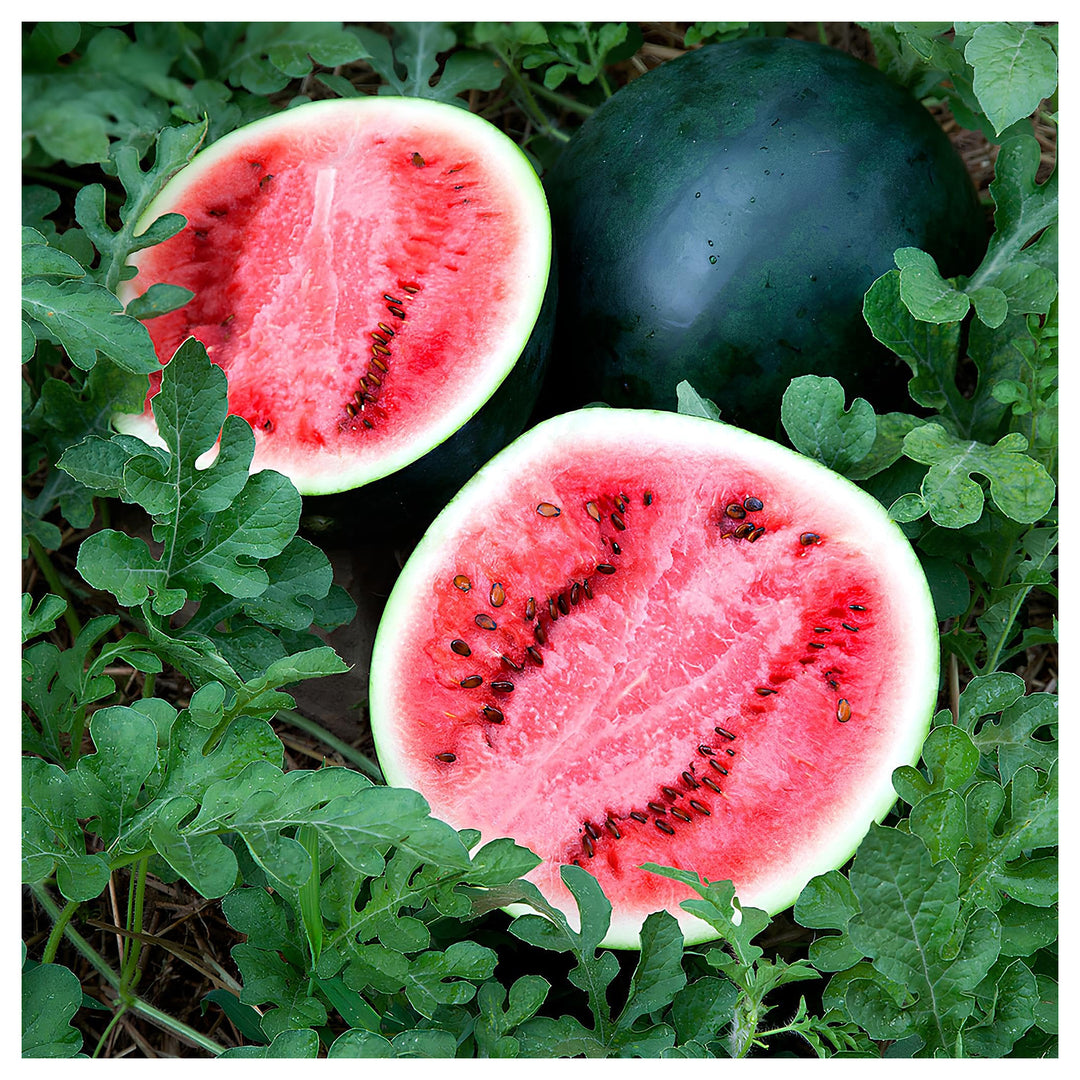 Sugar Baby Watermelon Seeds for Planting – Heirloom, Non-GMO, Sweet Mini Melons for Home Gardens | Neera Seeds product photo [neera-v4-0b2c181e72fa57394696]