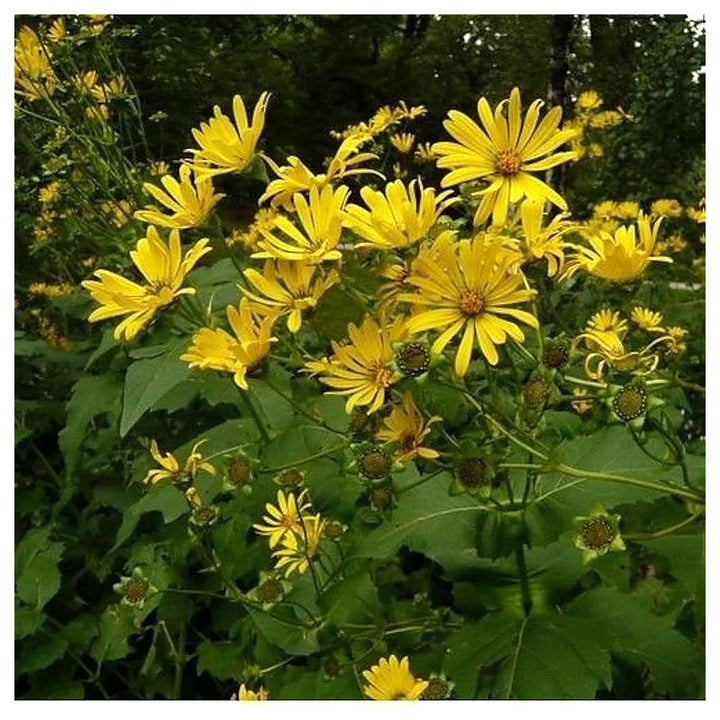 Yellow Silphium Perfoliatum Flower Seeds for Planting – Heirloom, Non-GMO, High Germination Organic Garden Seeds | Neera Seeds product photo [neera-v4-0b301152b034764e5c2f]