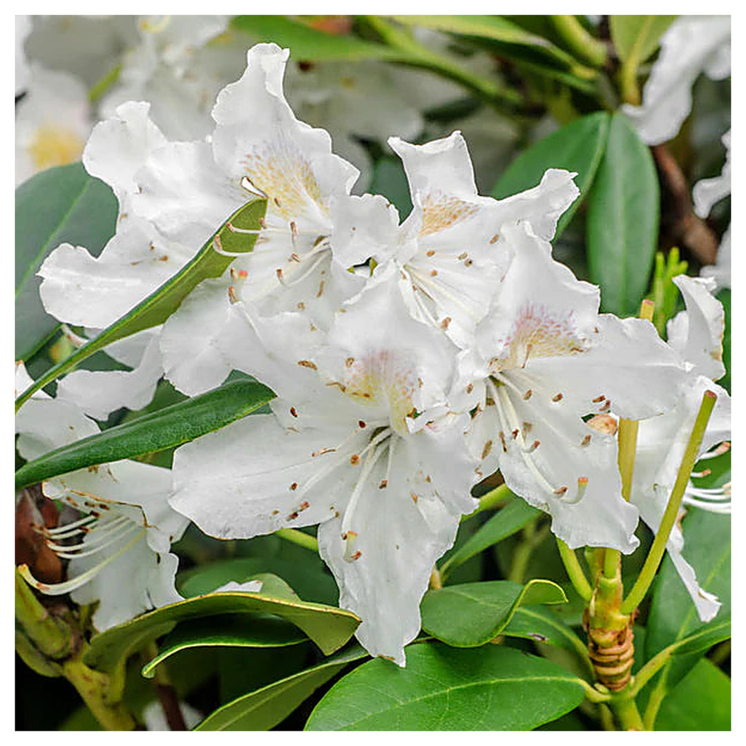 Organic Heirloom Rhododendron Plant Seeds – Non-GMO Ornamental Shrub Seeds for Planting | Neera Seeds product photo [neera-v4-0b33964ce38b4e627405]