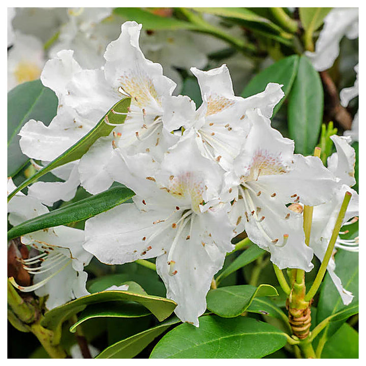 Organic Heirloom Rhododendron Plant Seeds – Non-GMO Ornamental Shrub Seeds for Planting | Neera Seeds product photo [neera-v4-0b33964ce38b4e627405]