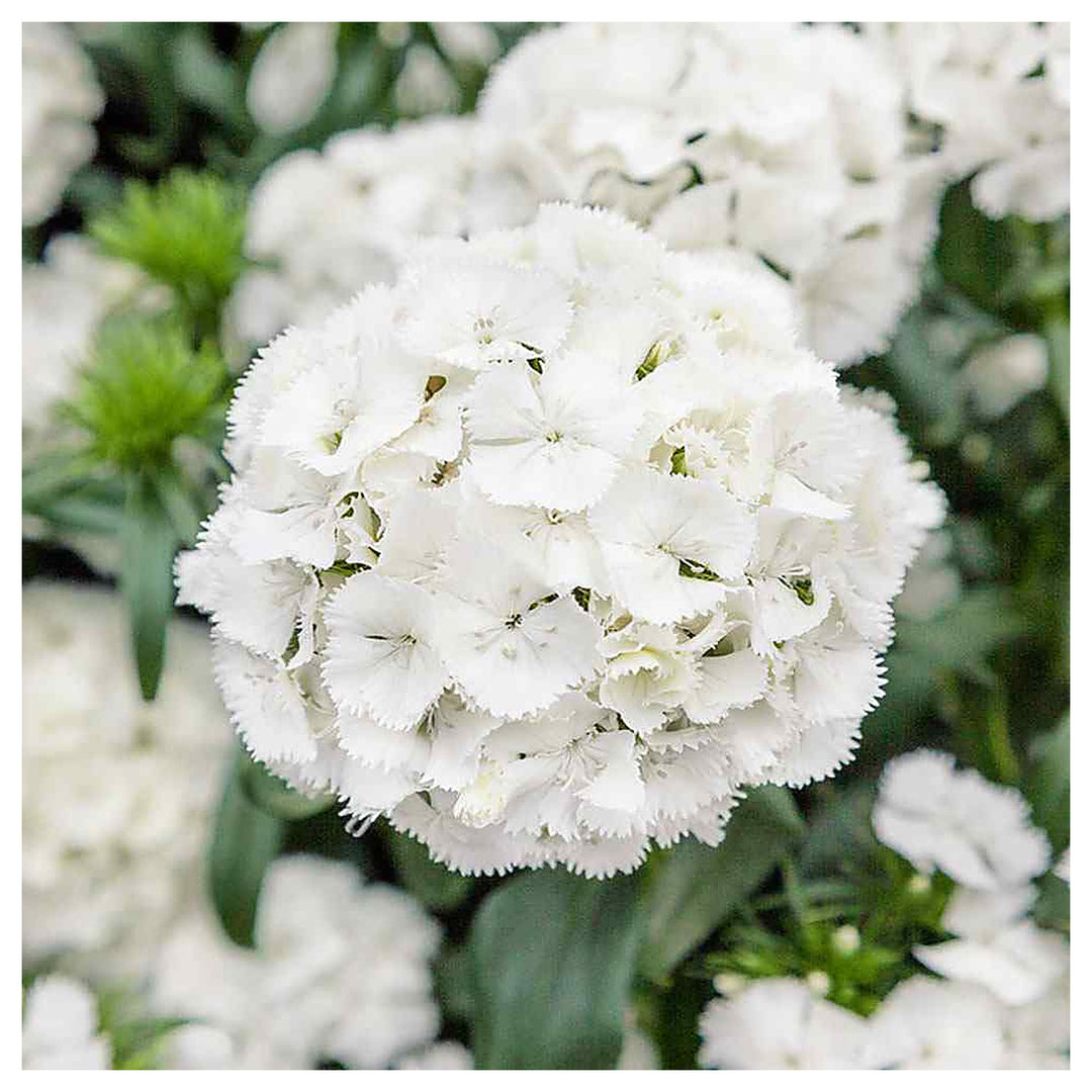 Dianthus Flower Seed for Planting 100 pcs | Neera Seeds product photo [neera-v4-0b4303c56ec4d7773892]