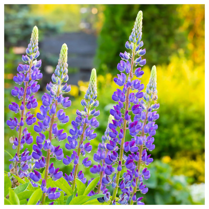 Heirloom Non-GMO Blue Lupine Flower Seeds for Pollinator Gardens and Vibrant Outdoor Planting | Neera Seeds product photo [neera-v4-0b432e6abbf131119809]