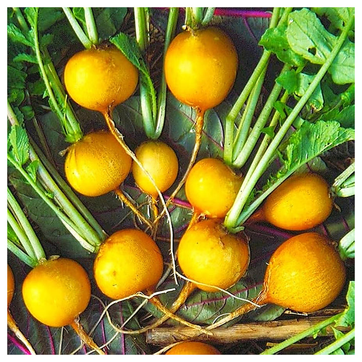 Yellow Radish Seeds for Planting - Heirloom, Non-GMO, Organic Garden Seeds, High Germination | Neera Seeds product photo [neera-v4-0b437324f47bc45b2508]