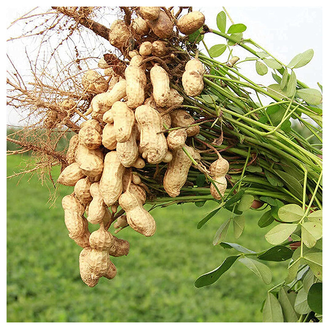 Peanut Plant Seeds for Garden Planting – Non-GMO Heirloom Organic Garden Seeds, High Germination | Neera Seeds product photo [neera-v4-0b443a271cfbd92abaeb]