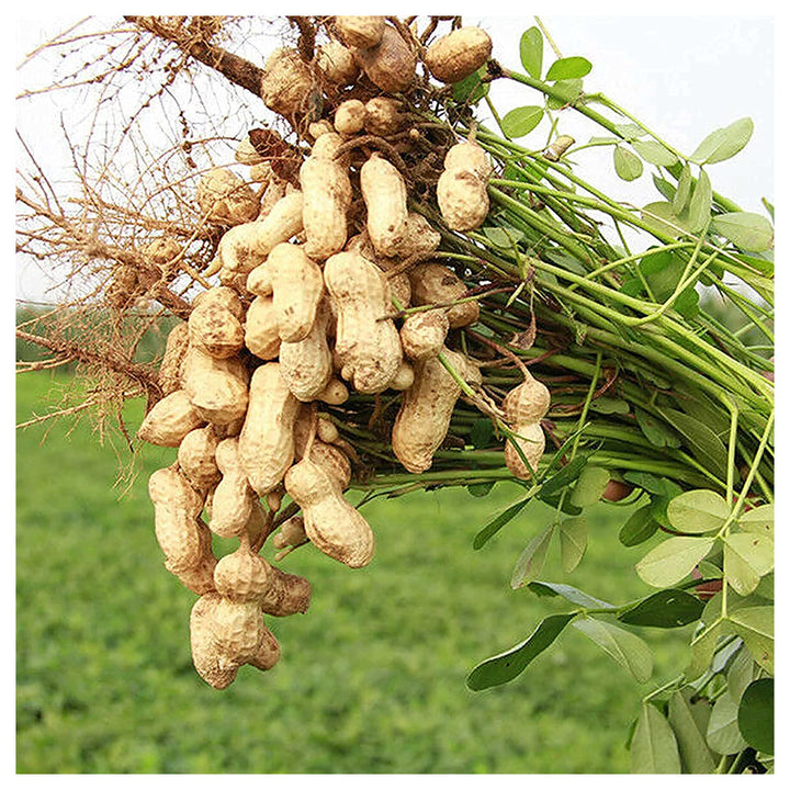 Peanut Plant Seeds for Garden Planting – Non-GMO Heirloom Organic Garden Seeds, High Germination | Neera Seeds product photo [neera-v4-0b443a271cfbd92abaeb]