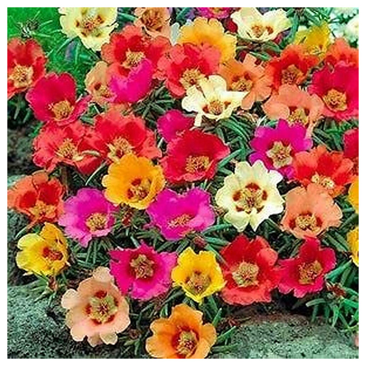 Mixed Portulaca Flower Seeds for Planting, NON GMO Seeds | Neera Seeds product photo [neera-v4-0b630e100fa9198f0c8f]