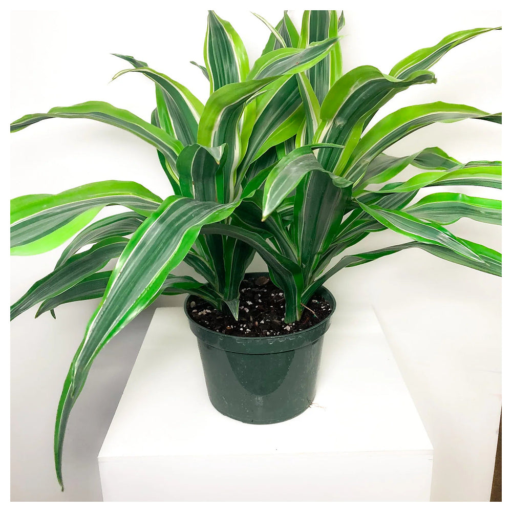 Green Dracaena Fargans Plant Seeds for Planting – Non-GMO Organic Garden Seeds, High Germination | Neera Seeds product photo [neera-v4-0b721b38862468606ade]