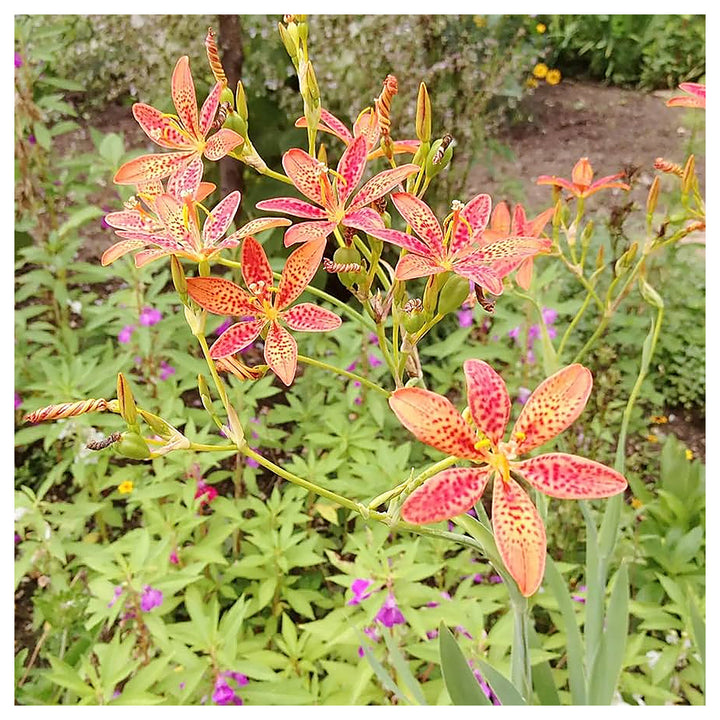 Blackberry Lily Flower Seeds – Heirloom Non-GMO Freckled Blooms for Unique Garden Planting | Neera Seeds product photo [neera-v4-0b75ce7c1d4d2baabe47]