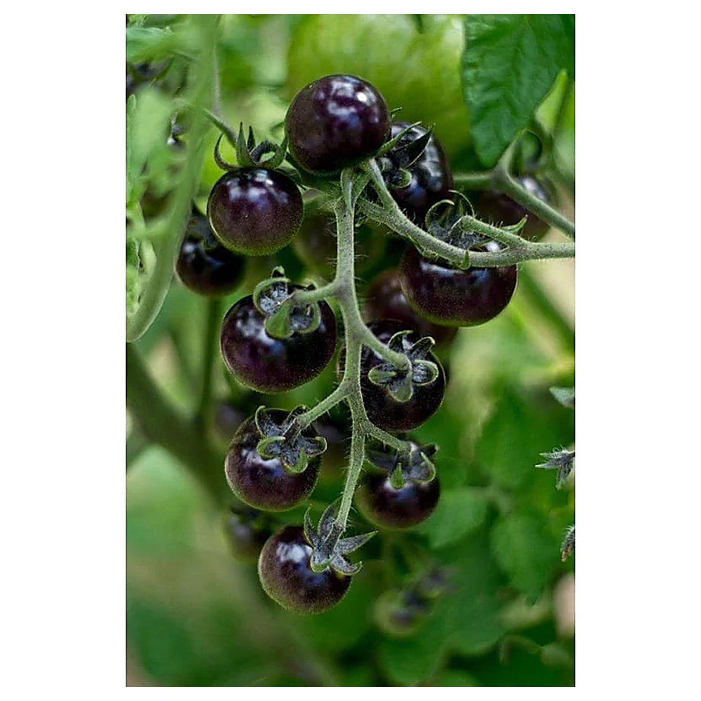 Blueberries Tomato Vegetable Seeds for Planting – Heirloom, Non-GMO, High Germination | Neera Seeds product photo [neera-v4-0b812f26b2bea2f495d9]