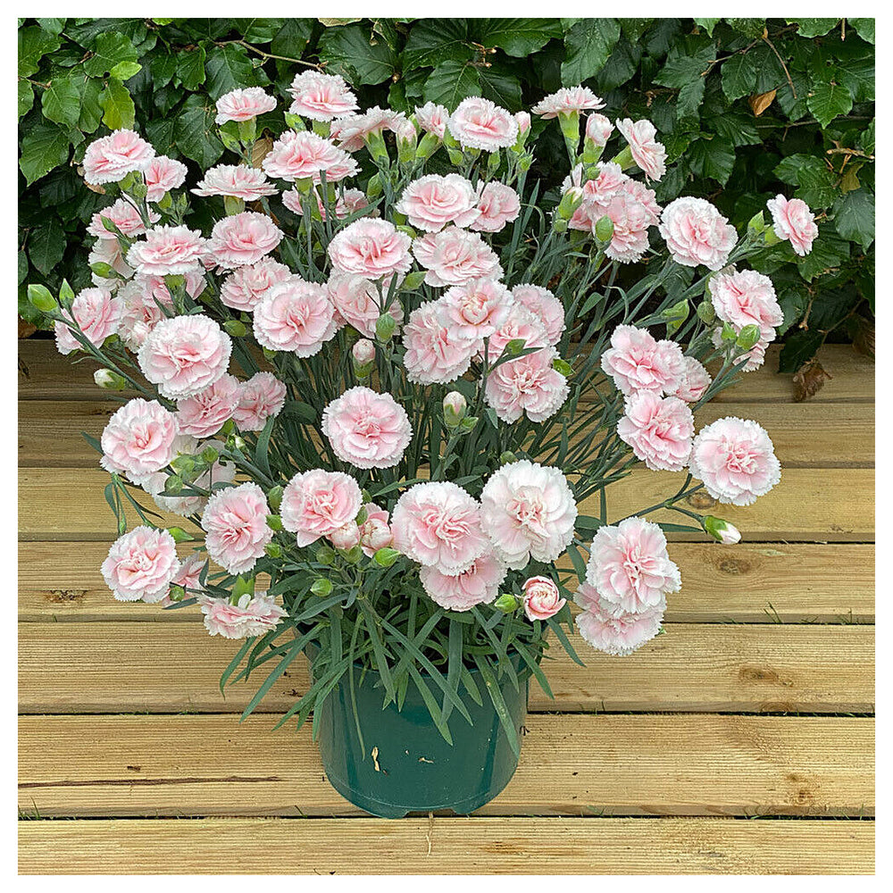 Heirloom Non-GMO Baby Pink Dianthus Flower Seeds for Garden Planting – Fragrant Cottage Blooms | Neera Seeds product photo [neera-v4-0ba823547c9c309ec74f]
