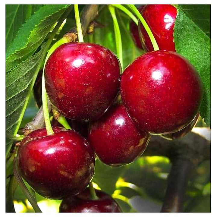 Barry’s Cherry Fruit Seeds for Planting – Sweet, Juicy Cherries, 100 pcs, Heirloom &amp; Non-GMO, High Germination | Neera Seeds product photo [neera-v4-0baeb6977871824cdc2c]