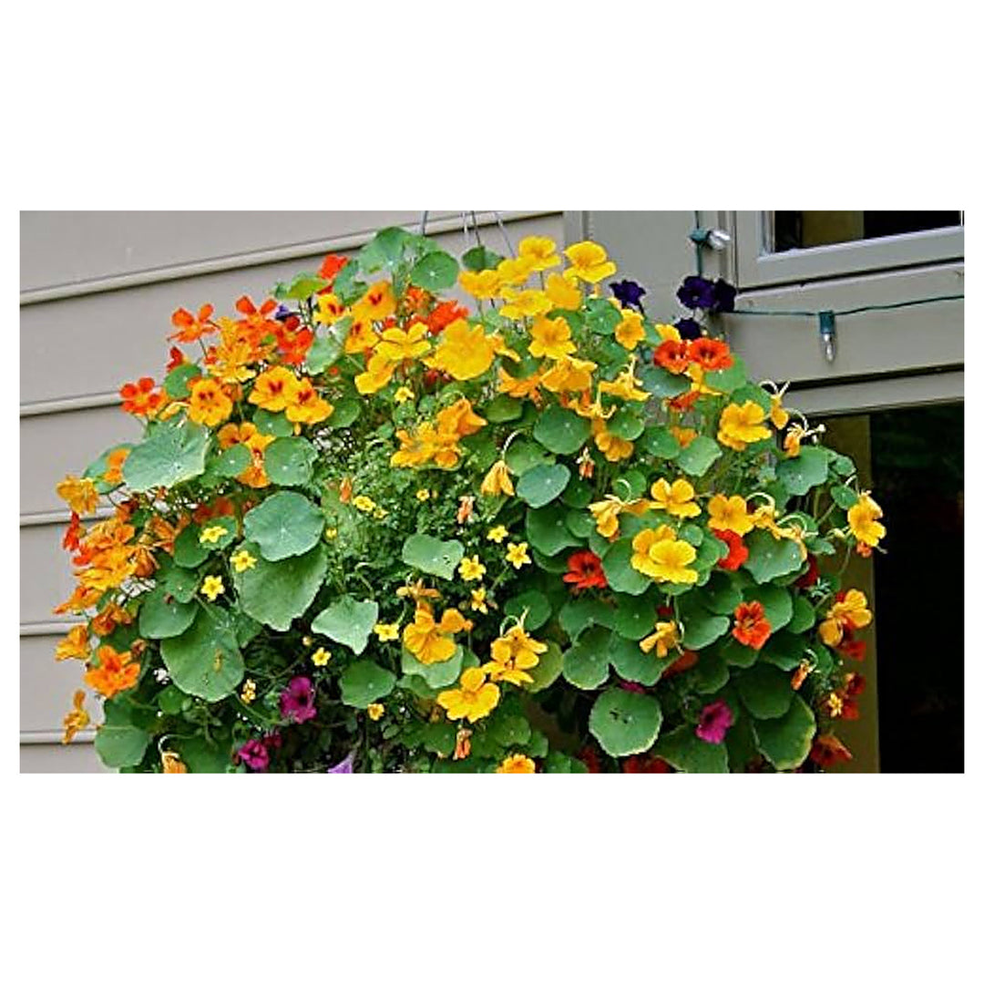 Nasturtium Hanging Basket Flower Flower Seeds Home Garden Planting, Ornamental Organic Blooming | Neera Seeds product photo [neera-v4-0bb5fe65d57fcc5fb140]