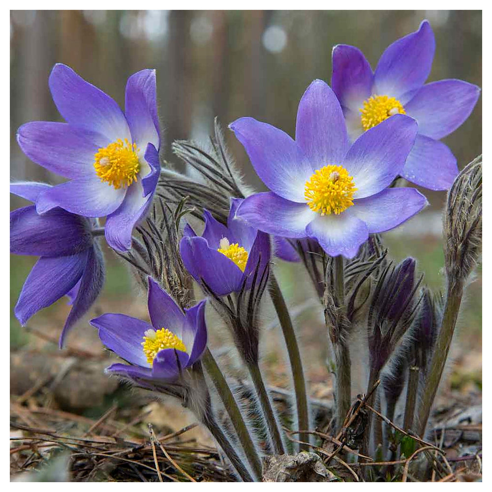 Pulsatilla Flower Seeds for Planting – Hardy Perennial, Early Spring Blooms | Neera Seeds product photo [neera-v4-0bc9a0894e547314a88e]