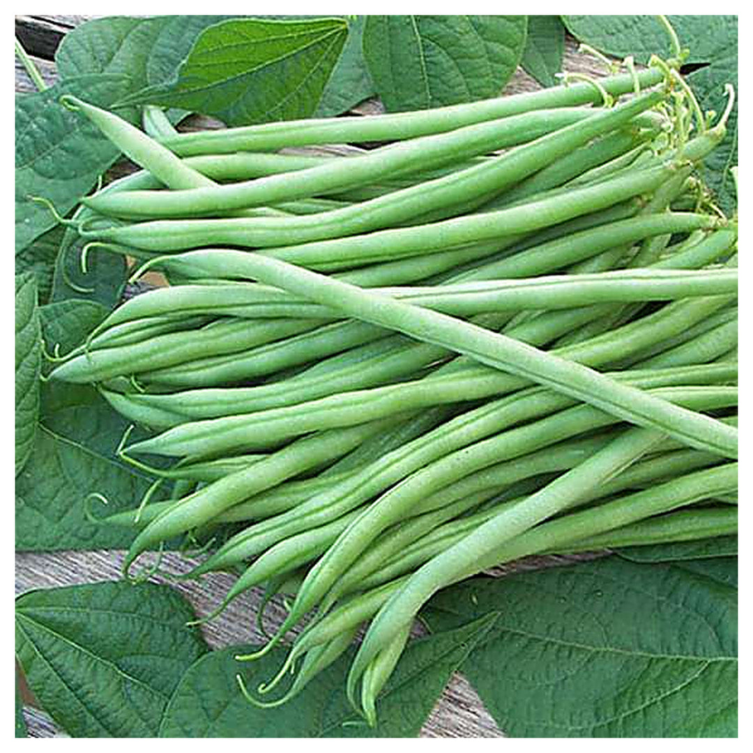 Bush Bean Seeds for Planting – High Yield, Non-GMO Vegetable Seeds for Home Garden and Backyard Farming | Neera Seeds product photo [neera-v4-0bd50a5b4980286c978e]
