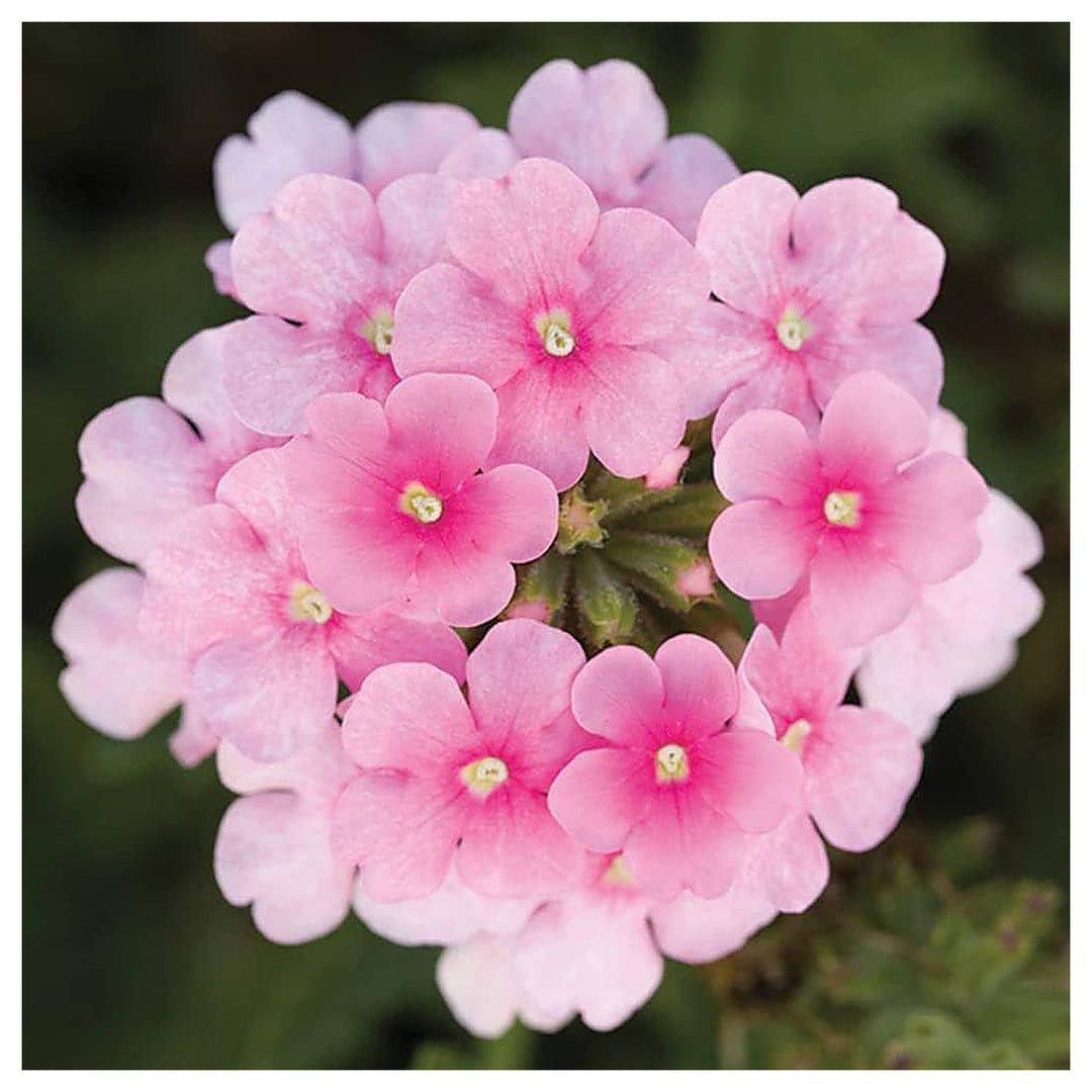 Verbena Obsession Mix Flower For Planting Flower Seeds for Home Garden Planting, Lush Organic | Neera Seeds product photo [neera-v4-0bd569b06f172aa0f64d]
