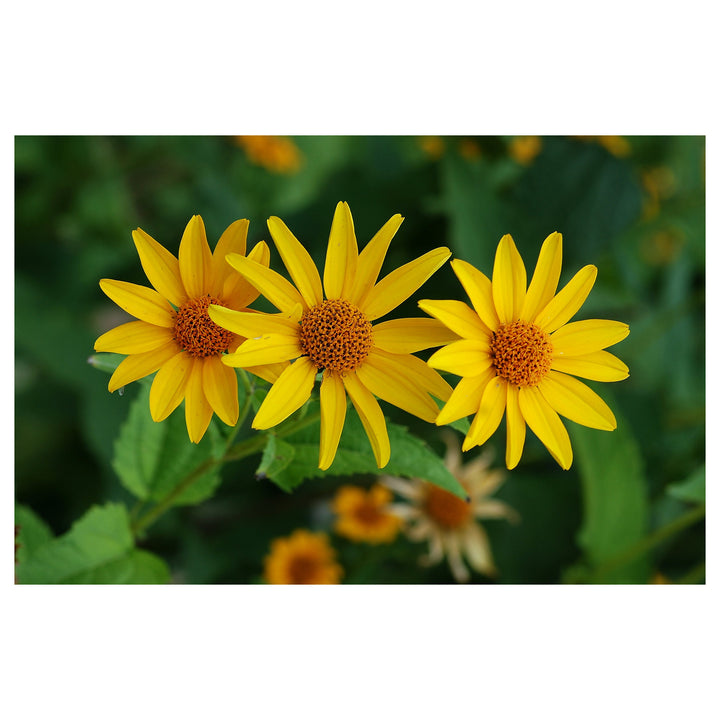 False Sunflower Seeds for Planting – Heirloom, Non-GMO, High Germination Organic Garden Seeds | Neera Seeds product photo [neera-v4-0bee2bb2b5f511b494fd]