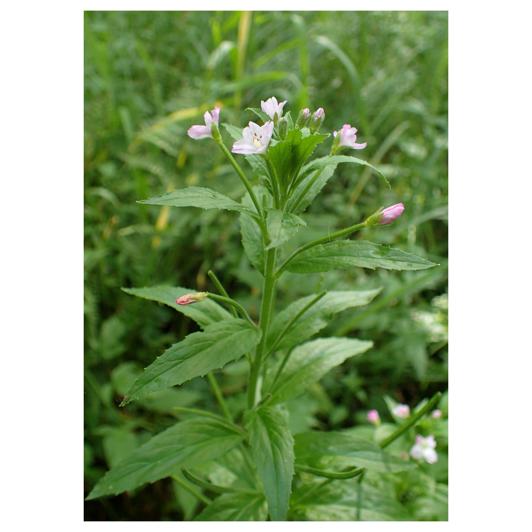 Epilobium Parviflorum Flower Seeds for Planting – Heirloom Non-GMO Organic Garden Seeds with High Germination | Neera Seeds product photo [neera-v4-0bf41c3f4f23dd6db0da]