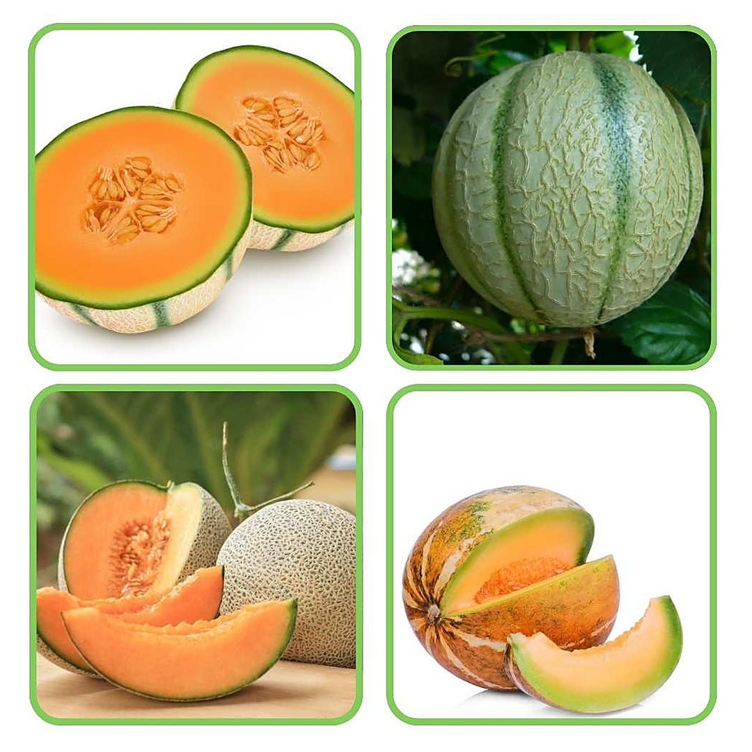 Mixed Cantaloupe Melon Fruit Seeds for Planting – Premium Quality, Heirloom & Non-GMO Seeds for Juicy, Sweet Melons | Neera Seeds product photo [neera-v4-0c2ec48db3aadb6f8f6b]