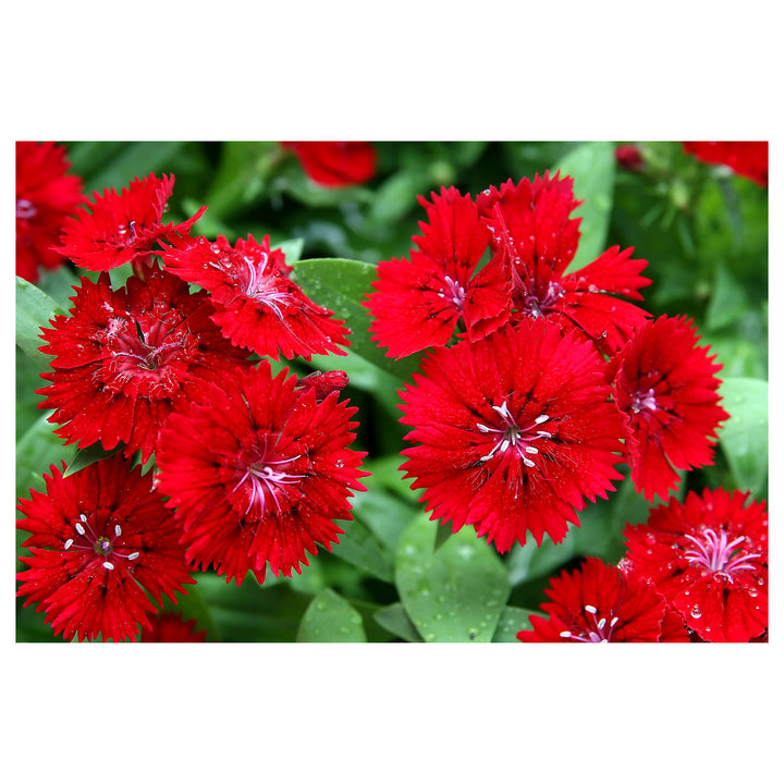 Heirloom Non-GMO Red Dianthus Flower Seeds for Garden Planting – Fragrant Hardy Blooms Variety | Neera Seeds product photo [neera-v4-0c2f62b9efbf4e0f9640]