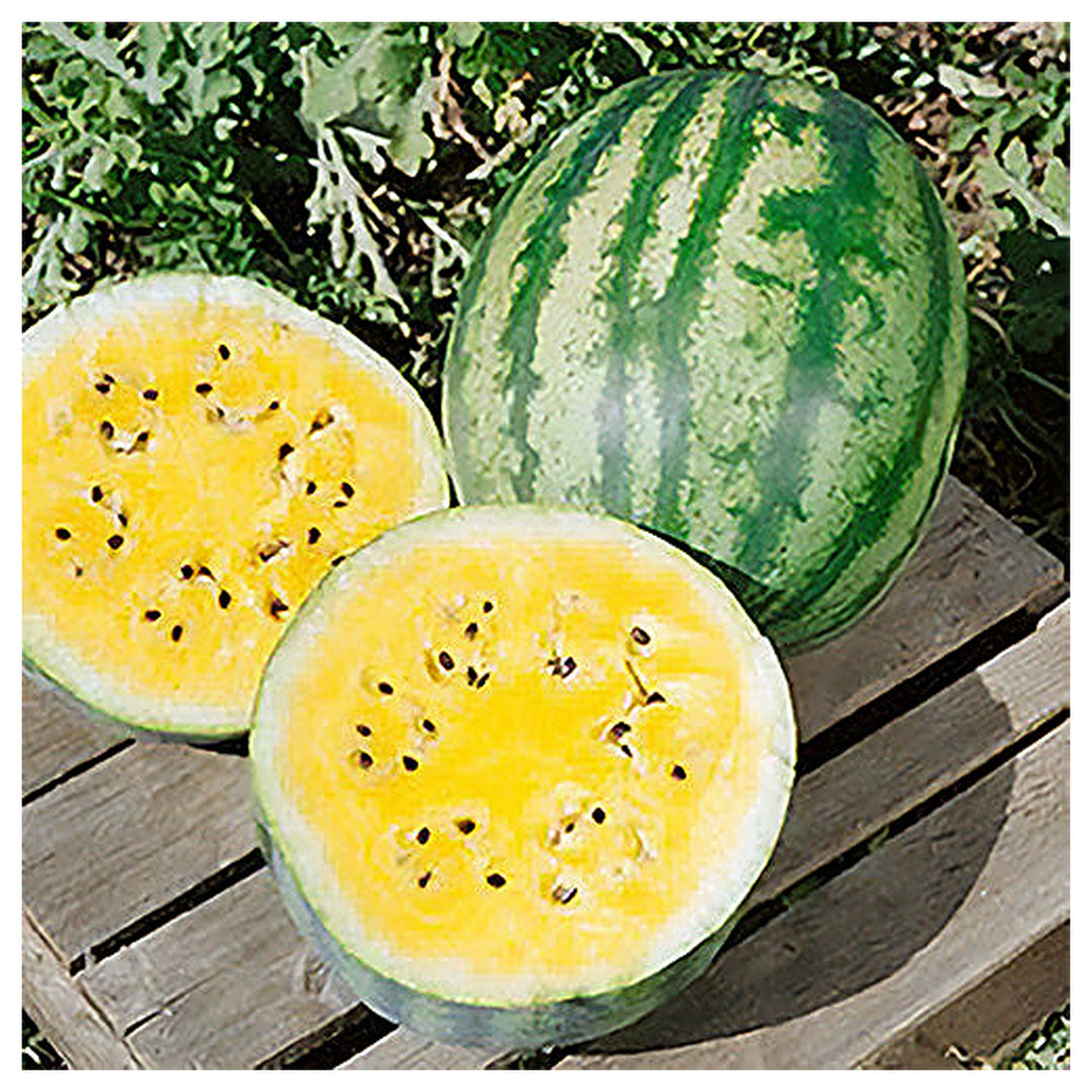 Golden Honey Watermelon Fruit Seeds for Planting – Refreshing, Sweet Watermelons, Heirloom & Non-GMO, High Germinat | Neera Seeds product photo [neera-v4-0c33dd1836273893e86b]