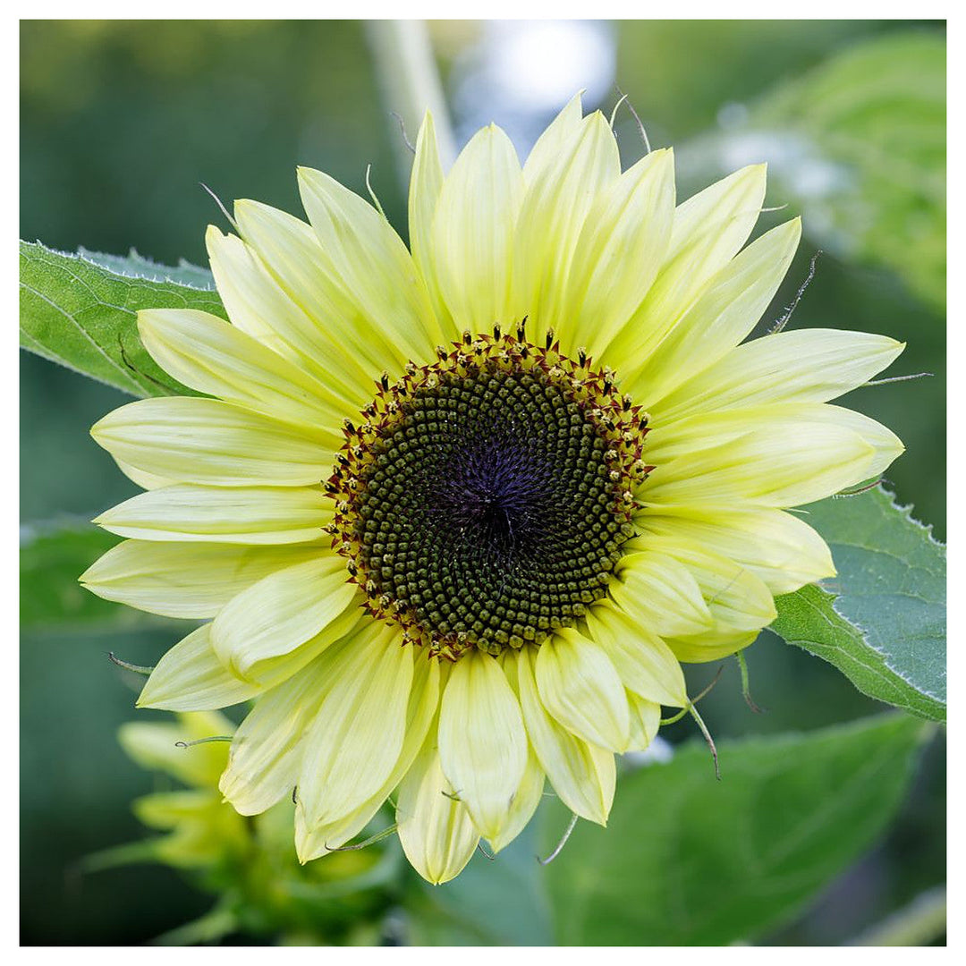 Lemon Sunflower Seeds for Planting – Heirloom Non-GMO Flower Seeds, High Germination Organic Home Garden Blooms | Neera Seeds product photo [neera-v4-0c353aab41e4d4560e6b]