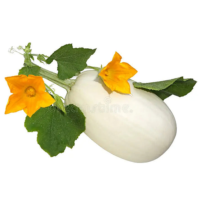 Pumpkin Almond Spaghetti Seeds for Planting – Organic, Non-GMO, Heirloom, High Germination Vegetable Garden Seeds | Neera Seeds product photo [neera-v4-0c4c3f81b51eb194128b]