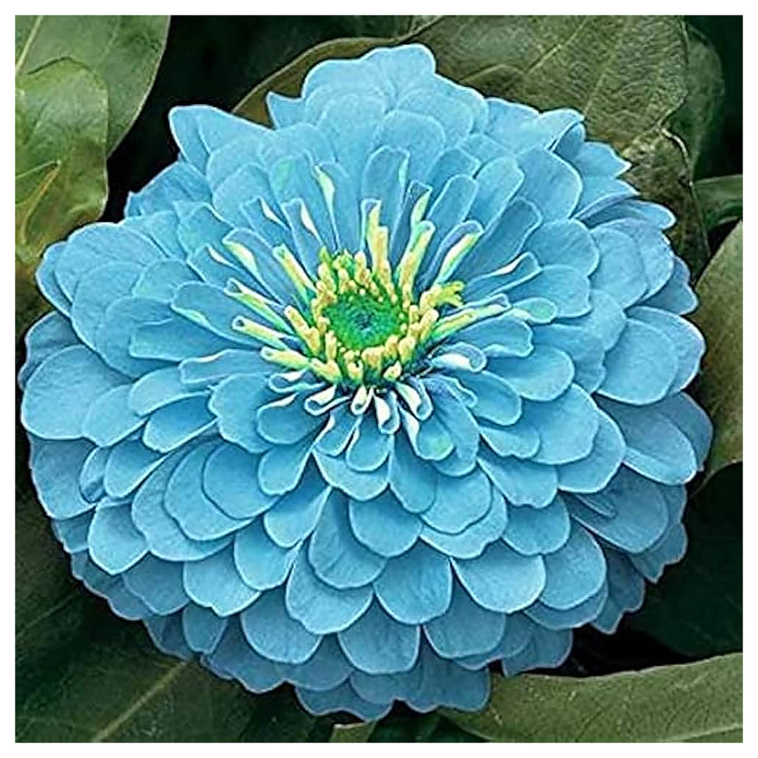 Sky Blue Zinnia Flower Seeds for Planting – Heirloom, Non-GMO, High Germination Organic Garden Seeds | Neera Seeds product photo [neera-v4-0c4cd5cc062ff97d3b3b]