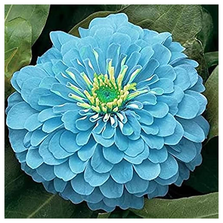 Sky Blue Zinnia Flower Seeds for Planting – Heirloom, Non-GMO, High Germination Organic Garden Seeds | Neera Seeds product photo [neera-v4-0c4cd5cc062ff97d3b3b]