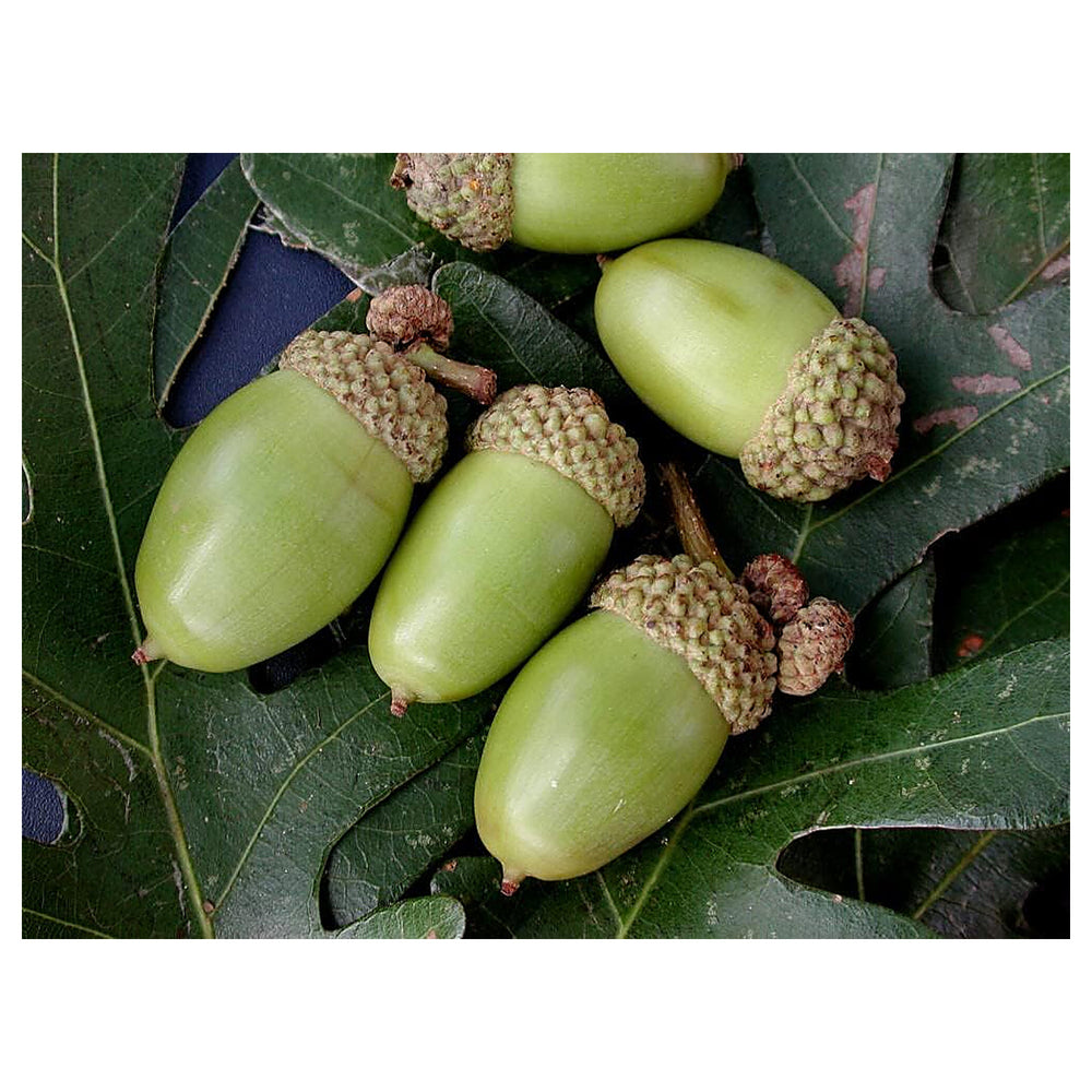 White Oak Tree Seeds for Planting – Heirloom, Non-GMO Shade Tree Seeds for Organic Gardens | Neera Seeds product photo [neera-v4-0c710c02ce101d860734]