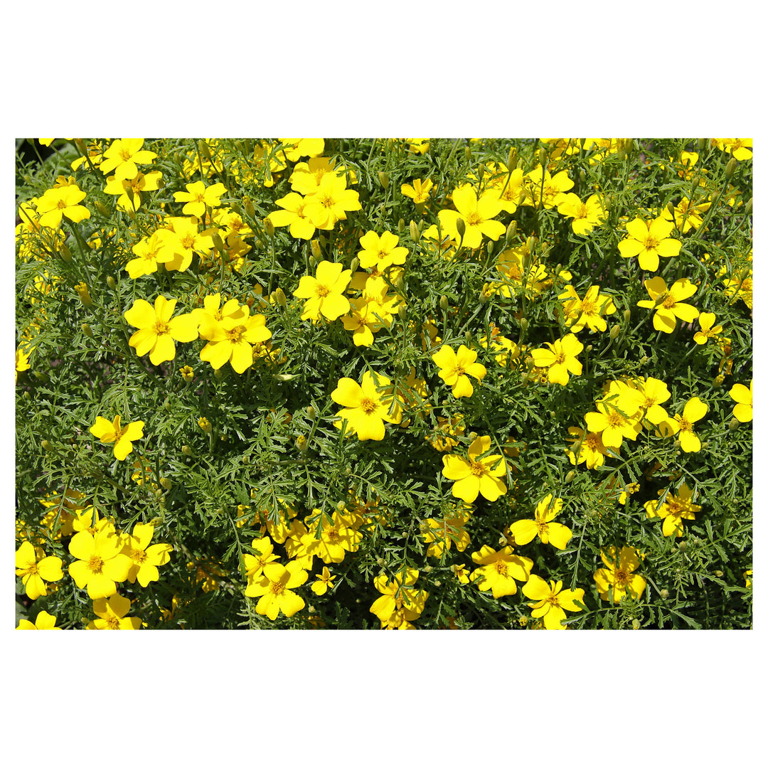 Yellow Lemon Marigold Flower Seeds – Heirloom Non-GMO Seeds for Garden Planting | Neera Seeds product photo [neera-v4-0c73b32b0315fb6f1ac7]