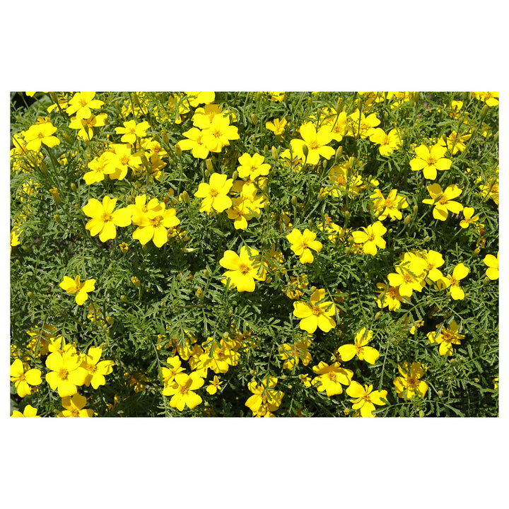 Yellow Lemon Marigold Flower Seeds – Heirloom Non-GMO Seeds for Garden Planting | Neera Seeds product photo [neera-v4-0c73b32b0315fb6f1ac7]