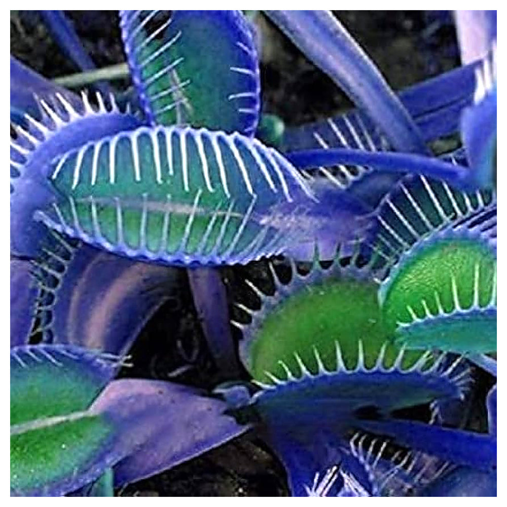 Blue Green Venus Fly Trap Seeds for Planting – Heirloom, Non-GMO, High Germination Carnivorous Plant Seeds | Neera Seeds product photo [neera-v4-0c74642a91cdbfc596c2]