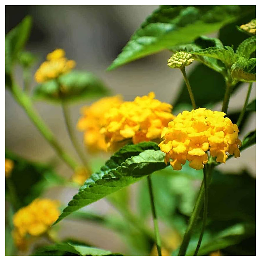 Common Lantana For Planting Lantana Camara For Flower Beds And Garden Borders Flower Seeds for Home | Neera Seeds product photo [neera-v4-0c78647605af227e71d4]