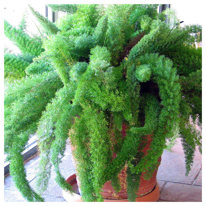 Asparagus Meyeri Foxtail Fern Seeds Heirloom Non GMO for Planting - Indoor Outdoor Decorative Garden Plant | Neera Seeds product photo [neera-v4-0c7d0e1e8d8885104780]