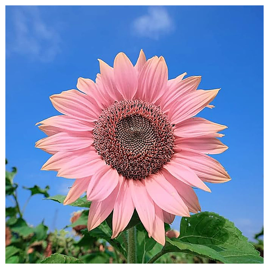 Organic Heirloom Non-GMO Baby Pink Sunflower Seeds for Planting – Unique Garden Blooms | Neera Seeds product photo [neera-v4-0ca108201abf685d0158]