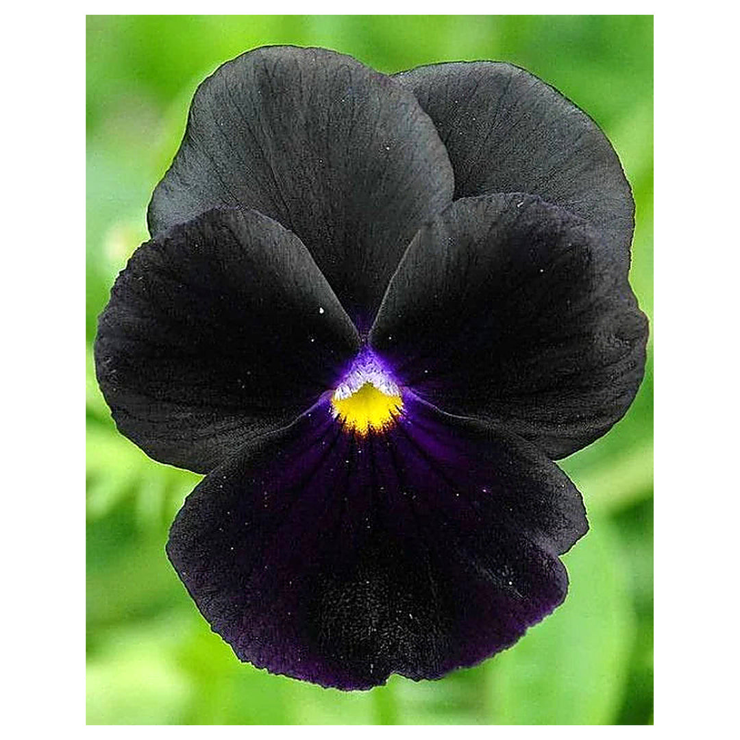 Heirloom Non-GMO Black Viola Flower Seeds for Planting – Unique Dark Blooming Flower Seeds | Neera Seeds product photo [neera-v4-0ca18928ce8b3eff9d48]