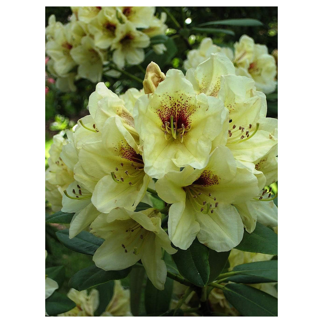 Light Yellow Rhododendron Flower Seeds for Planting – Heirloom, Non-GMO, Organic Garden Seeds with High Germination | Neera Seeds product photo [neera-v4-0ca79ac8fd26eb126250]