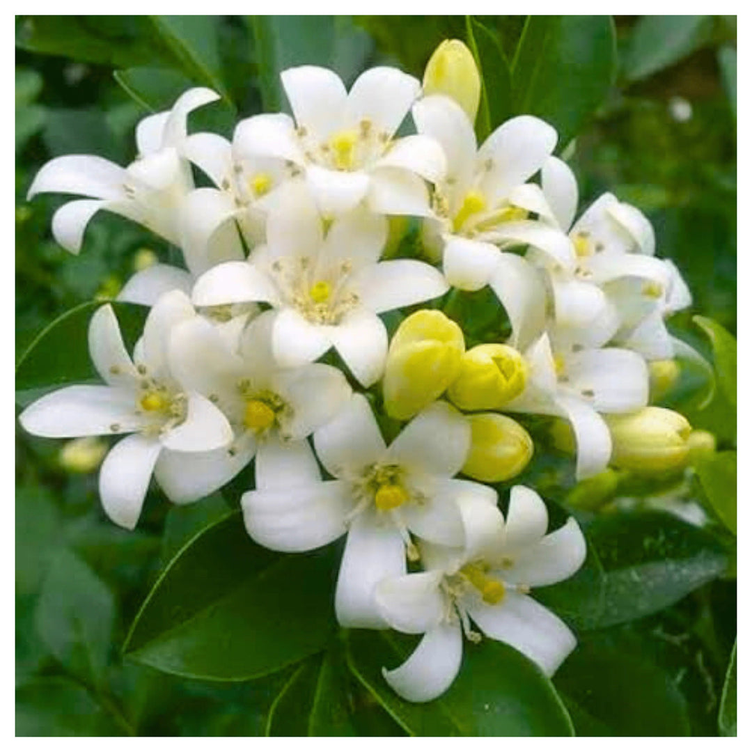 White Murraya Flower Seeds – Heirloom, Non-GMO Seeds for Planting Fragrant Garden Blooms | Neera Seeds product photo [neera-v4-0cabb02971b538a63335]