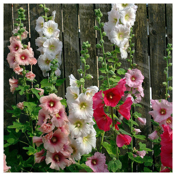 nic Hollyhock Flower Seeds for Planting – Heirloom, Non-GMO | Neera Seeds product photo [neera-v4-0cb46508e717ead793c4]