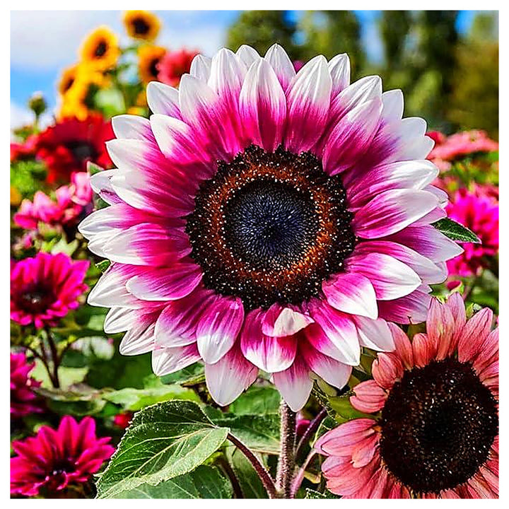 Pink and White Sunflower Flower Seeds for Planting – Unique Bicolor Blooms for Your Garden | Neera Seeds product photo [neera-v4-0cc4150254f66157c467]