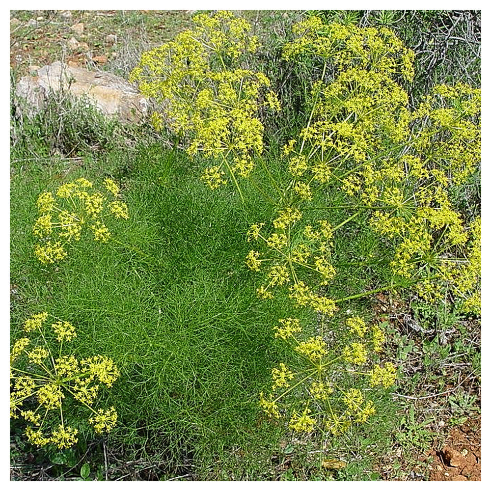 Fennel Flower Seeds for Planting – Heirloom & Non-GMO Seeds for Aromatic Garden Blooms | Neera Seeds product photo [neera-v4-0cd0fa935f77398e6ac7]