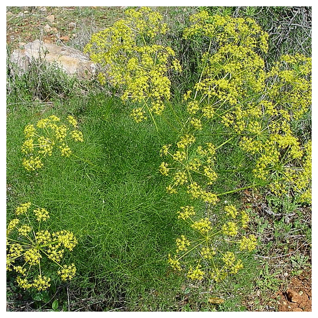 Fennel Flower Seeds for Planting – Heirloom &amp; Non-GMO Seeds for Aromatic Garden Blooms | Neera Seeds product photo [neera-v4-0cd0fa935f77398e6ac7]