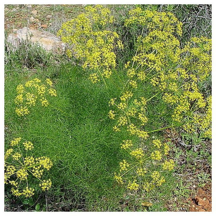 Fennel Flower Seeds for Planting – Heirloom &amp; Non-GMO Seeds for Aromatic Garden Blooms | Neera Seeds product photo [neera-v4-0cd0fa935f77398e6ac7]