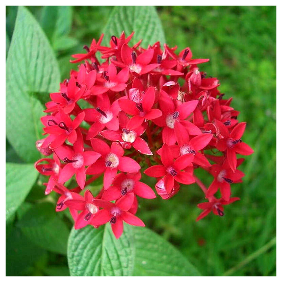 Pentas Lanceolata Flower For Planting In Flower Bed Flower Seeds for Home Garden Planting, Fragrant | Neera Seeds product photo [neera-v4-0cd6c711762f9fe2c814]