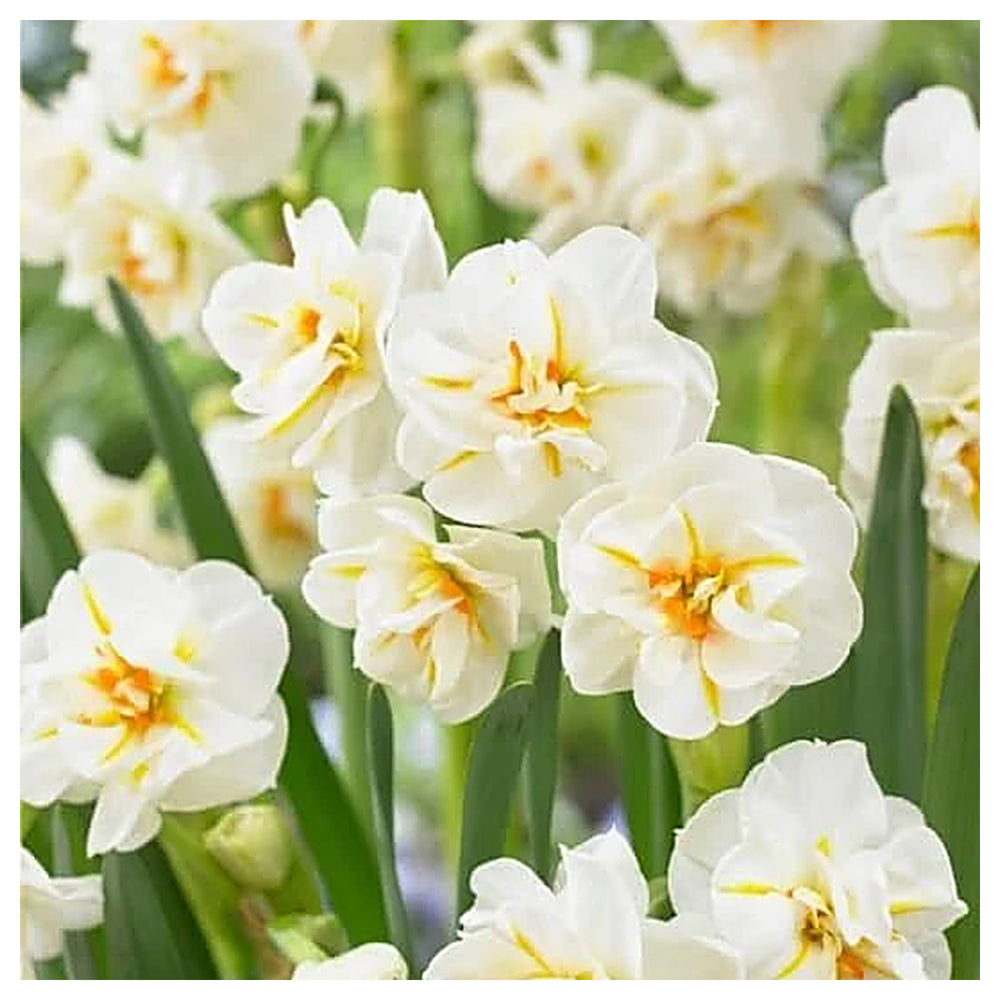 Daffodil Flower Seeds for Planting – White & Yellow Blooms, Heirloom, Non-GMO, High Germination Organic Garden Seed | Neera Seeds product photo [neera-v4-0cf0e1aaba9c7c6adfff]