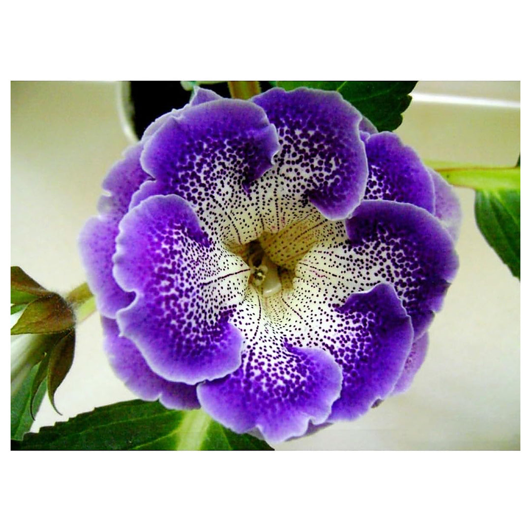 Heirloom Non-GMO Blue Cream Gloxinia Flower Seeds – High Germination Velvety Bicolor Blooms for Planting | Neera Seeds product photo [neera-v4-0d140d0491d74f0ee8c9]