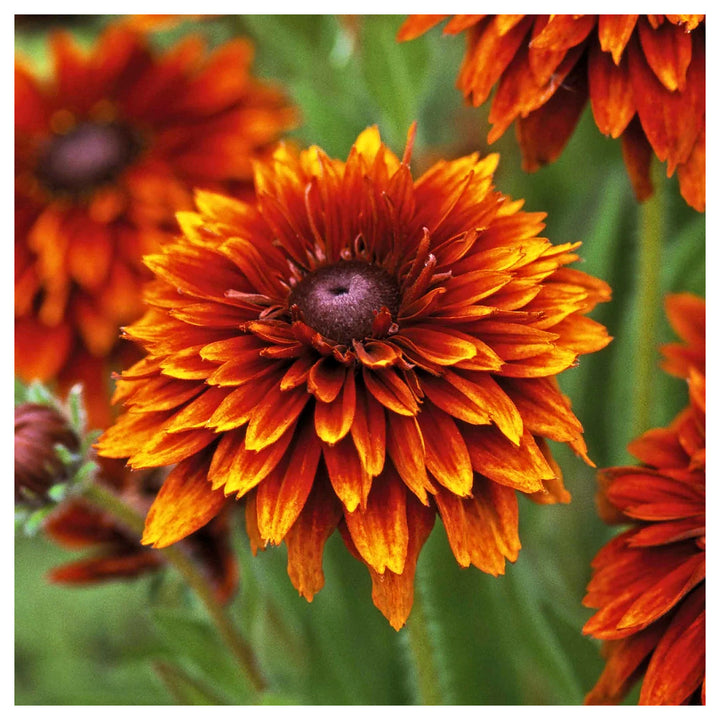 Black Eyed Susan Rudbeckia hirta ‘Cherokee Sunset’ Seeds – Non-GMO Flower Seeds for Garden Planting | Neera Seeds product photo [neera-v4-0d155db46aa2f01f20f9]